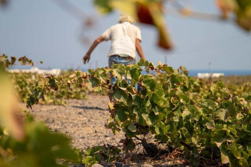 Santorini: Private Wine Tasting at Private venue - Duration, Pacing, and Booking Flexibility