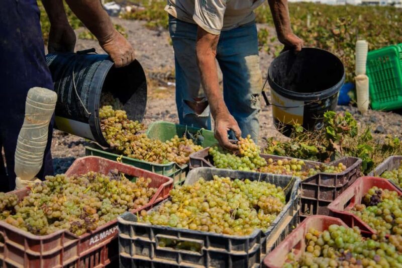 Santorini: Private Wine Tasting at Private venue - How This Tour Compares with Other Santorini Wine Experiences