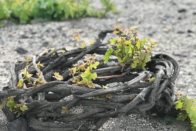 Santorini Private Wine Tasting Experience with private sommelier - Tasting Notes: Highlighting the Best Wines and Snacks