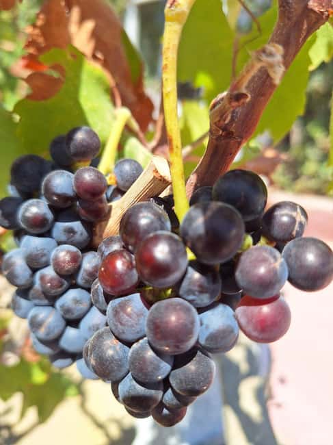 Santorini Private Wine Tour with Local Expert & Sunset - Convenient Pickup and Modern Transport