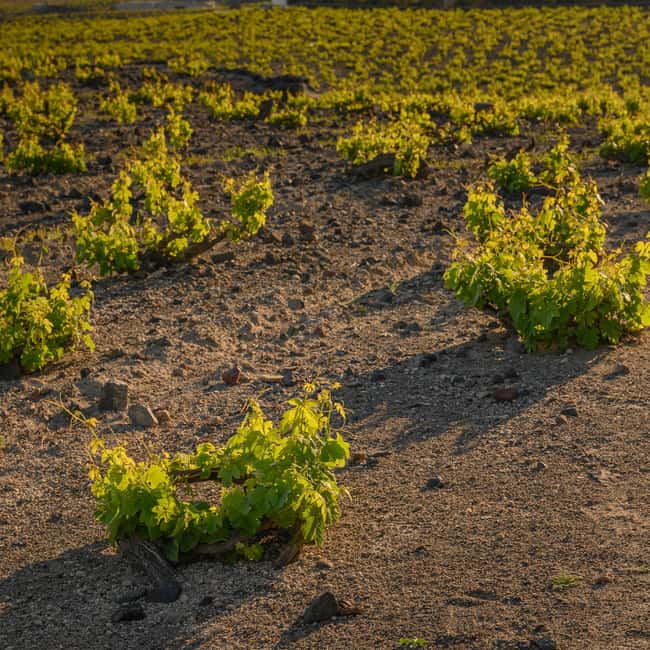 Santorini: Semi- Private wine tour - Through the grapevine - What to Expect at Each Winery Stop