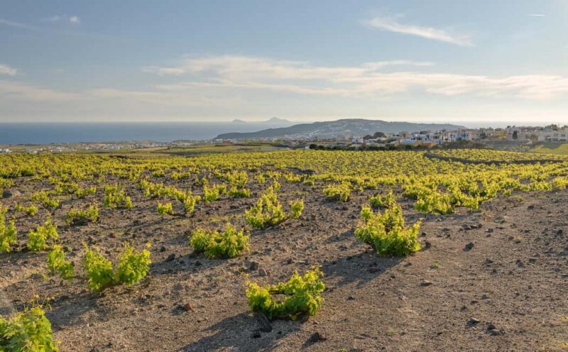 Santorini: Semi- Private wine tour - Through the grapevine - Who Will Most Enjoy This Santorini Wine Tour
