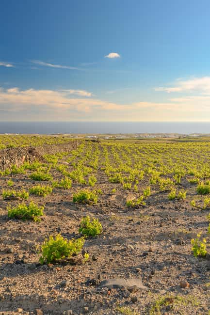 Santorini: Semi- Private wine tour - Through the grapevine - Final Words on the Semi-Private Santorini Wine Tour