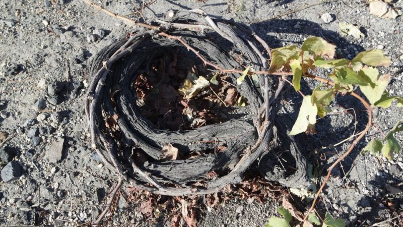 Santorini: Small Group Tour of 3 Local Wineries - The Art of Greek Wine: Traditional and Contemporary Practices