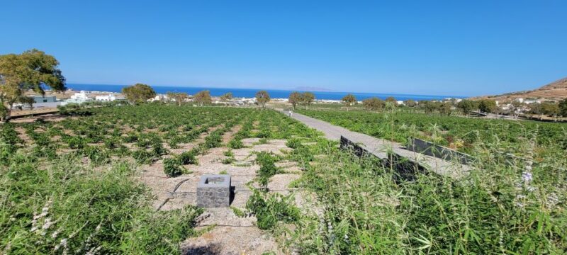 Santorini: Three Wineries and One Brewery Tour with Tastings - Starting at Santorini Brewing Company and Sampling Local Beers