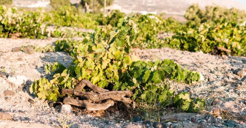 Santorini: Three Wineries and One Brewery Tour with Tastings - Sampling at Anhydrous Winery and Other Wineries