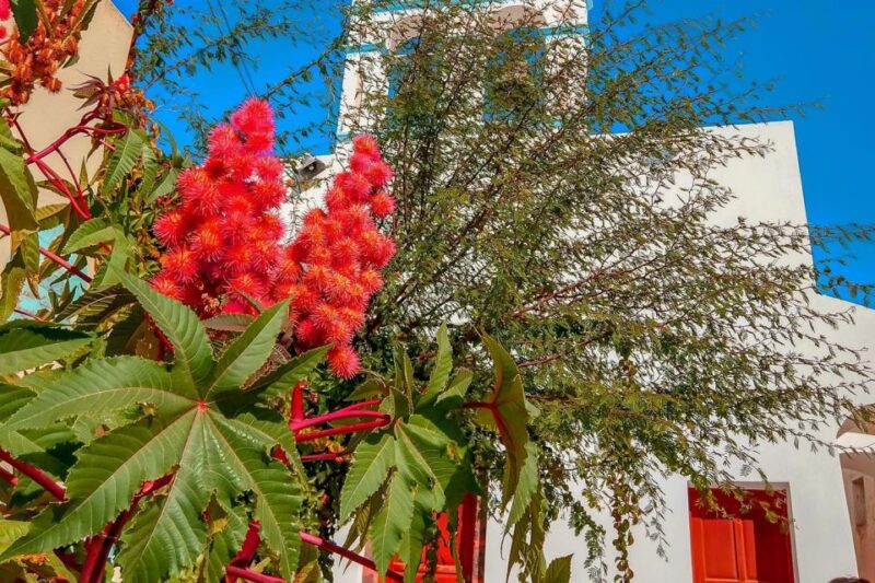 Santorini: Traditional Sightseeing Bus Tour with Oia Sunset - Tasting Santorinian Wine