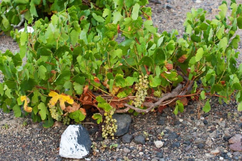 Santorini: Vegan Wine Tasting Private Tour - Santorini: Vegan Wine Tasting Private Tour – An In-Depth Review