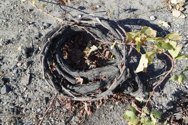 Santorini: Vegan Wine Tasting Private Tour - Visiting Hatzidakis Winery: A Key Stop for Vegan Wines