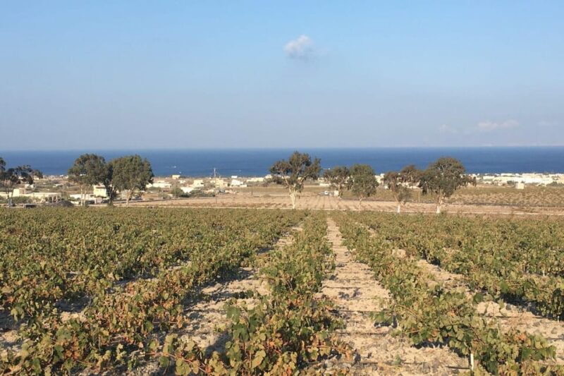 Santorini: Vegan Wine Tasting Private Tour - Scenic Tour of Santorini’s Vineyards and Countryside