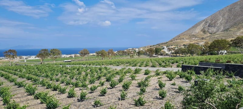 Santorini Wine & History Tour with 3 Expert Sommeliers - What’s Included in the Price