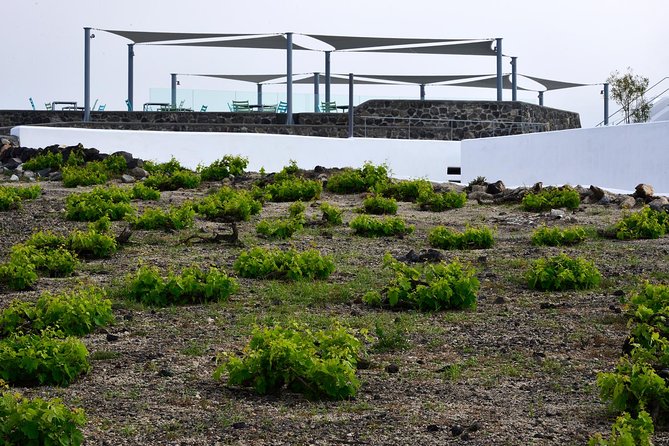 Santorini Wine Tasting and Sunset Getaway Small Group Tour - The Guide’s Expertise and Personal Touch