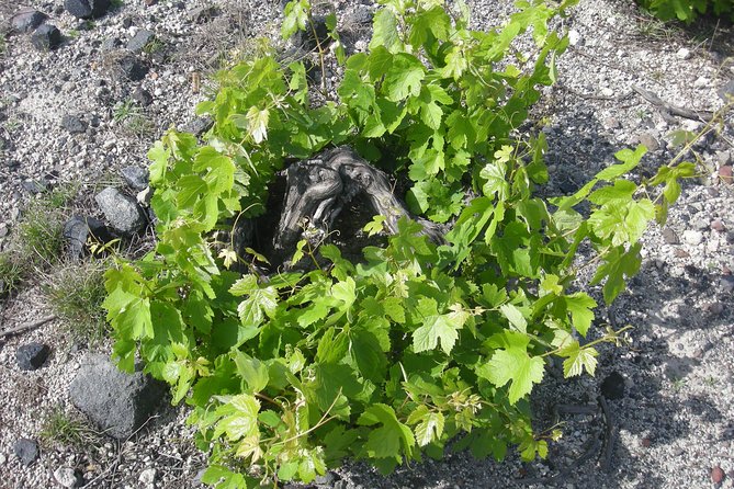 Santorini Wine Tasting & Food Pairing :Taste good life at Santorini - Discovering Estate Argyros: A Leading Winery