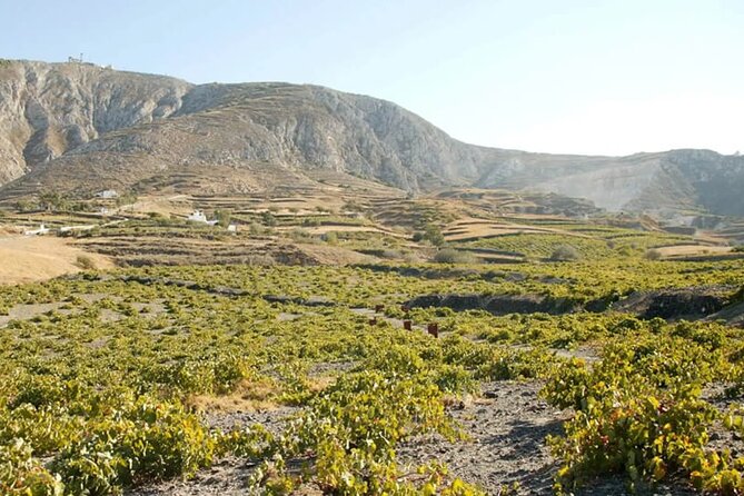 Santorini Wine Tasting: Private Tour with a Certified Wine Guide - Sipping at Santo Wines or Venetsanos Winery with Spectacular Views