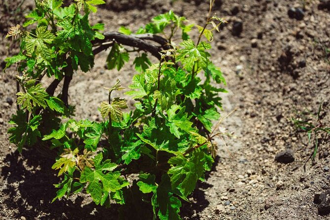 Santorini Wine Tour with sunset in Oia - Special Highlights and Caveats