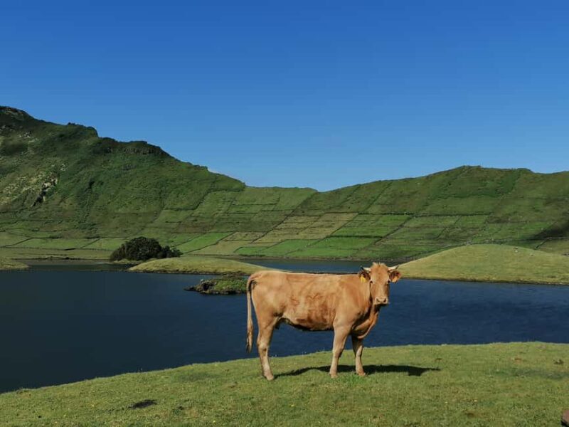 Sao Jorge Cheese Tour - Half day - The Cheese-Making Process at Union of Cooperatives