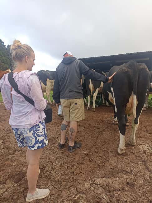 Sao Jorge Cheese Tour - Half day - Tips for Making the Most of the Tour