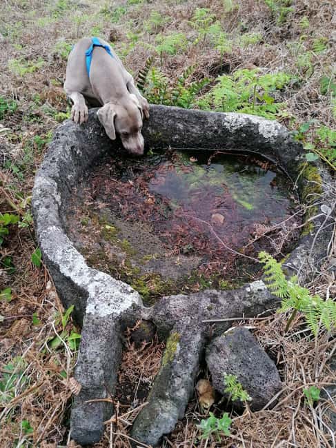 São Jorge: Fajã Camping and Hiking Tour - What Sets This Tour Apart