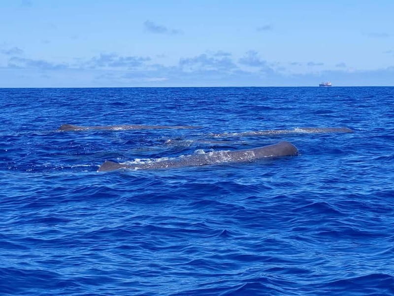 São Miguel, Azores: Whale and Dolphin Watching Tour - Key Points