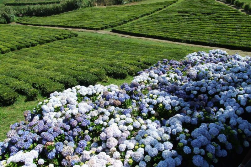 São Miguel: Full-Day 4WD Jeep Tour to Furnas with Lunch - Key Points