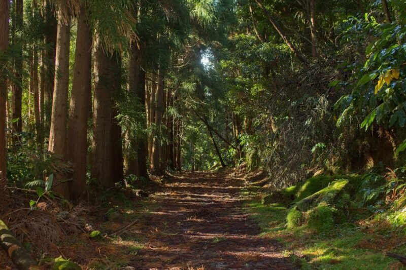 São Miguel: Full-Day Hike to Lagoa do Fogo - The Descent and Careful Footing on the Return Trail