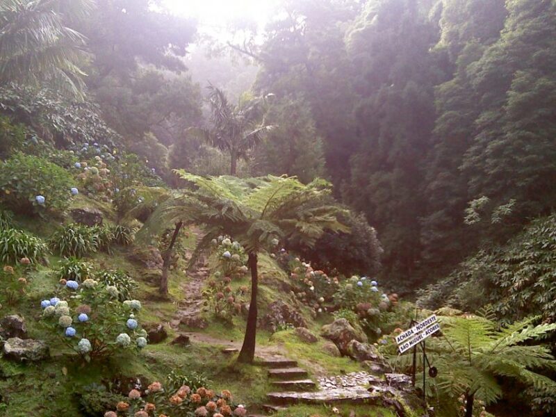 São Miguel: Full-Day Nordeste & Waterfall Tour with Lunch - Discover the Unique Charm of Nordeste, São Miguel’s Oldest Region