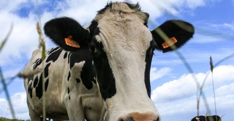 São Miguel Island: Full Day All-in-One Tour - Starting Point and Logistics