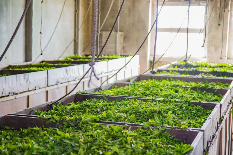 São Miguel Island: Full Day All-in-One Tour - Who Should Choose This Tour?