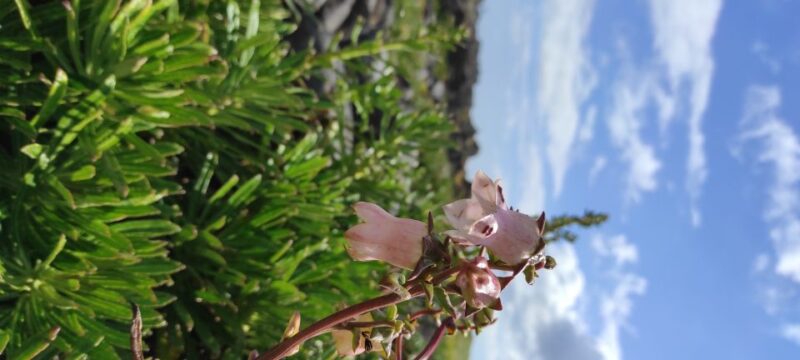 São Miguel Island on Jeep - Customization and Flexibility in Your Day