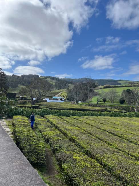 São Miguel: Nordeste Tour with Cow Milking - Visiting the Gorreana Tea Plantation