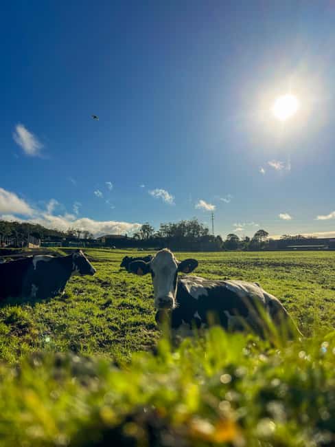 São Miguel: Nordeste Tour with Cow Milking - Cascata do Homem: A Tranquil Waterfall Spot