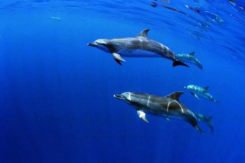 São Miguel: Swim with Wild Dolphins in the Open Ocean - Safety Briefing and Preparation at Ponta Delgada