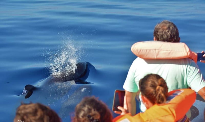 São Miguel: Swim with Wild Dolphins in the Open Ocean - Marine Life Watching and Dolphin Encounters in São Miguel