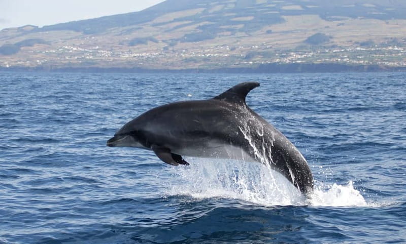 São Miguel: Swim with Wild Dolphins in the Open Ocean - Physical Requirements and Accessibility