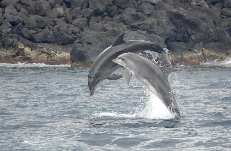 São Miguel: Whale Watching & Wild Dolphins Swimming Full-day - Discover the Unique Full-Day Whale Watching & Dolphin Swimming Tour in São Miguel