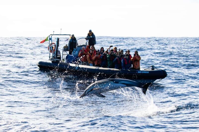 São Miguel: Whale Watching & Wild Dolphins Swimming Full-day - Key Points