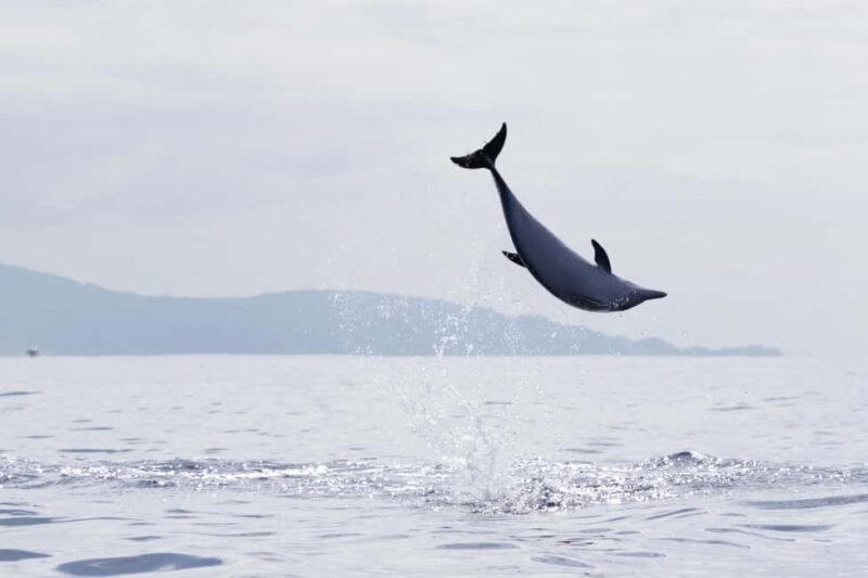 São Miguel: Whale Watching & Wild Dolphins Swimming Full-day - Responsible Wildlife Interaction and Conservation Focus