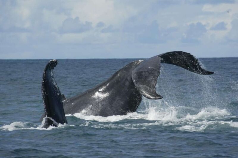 São Miguel: Whales & Volcano Full-Day Tour with Lunch - Marine Wildlife: Spotting Whales and Dolphins in Their Natural Habitat