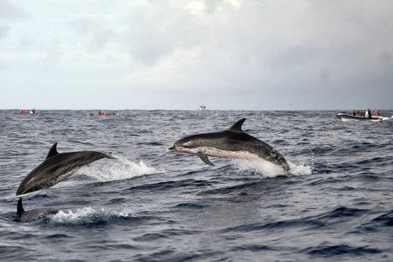 São Miguel: Whales & Volcano Full-Day Tour with Lunch - Practical Details and Flexibility