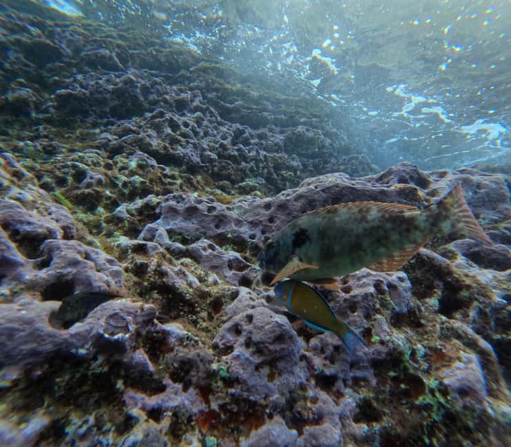 São Roque Islet tour & Snorkeling - Visiting São Roque Islet from the Sea Perspective