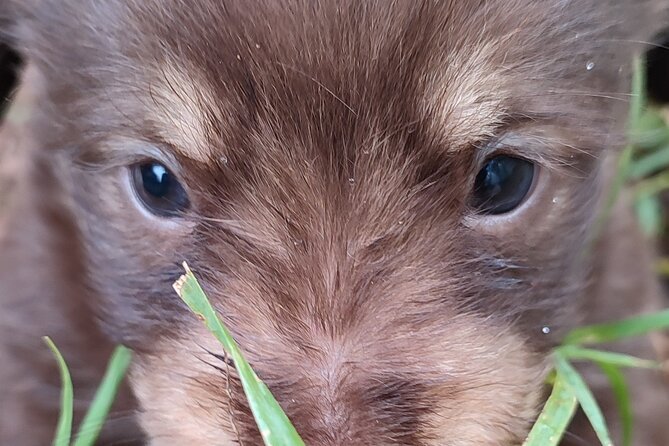 Saranda: Tour in South of Albania (Butrint, Blue Eye, Ksamil) - Lekursi Castle: A Panoramic Viewpoint
