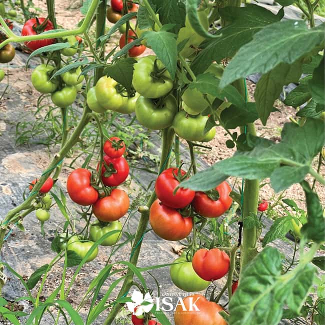 Saranda: Wine and raki tasting, local products. - Sampling Local Products and Seasonal Foods