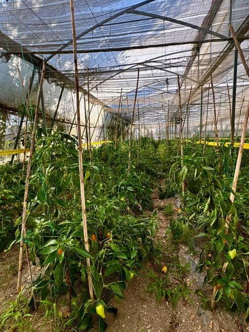 Sarande: Blue Eye with Traditional Food and Wine Tasting - Authentic Albanian Food and Raki Experience