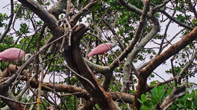 Sarasota: Clear Kayak Mangrove Tunnel Eco Tour - Navigating the Winding Mangrove Tunnels