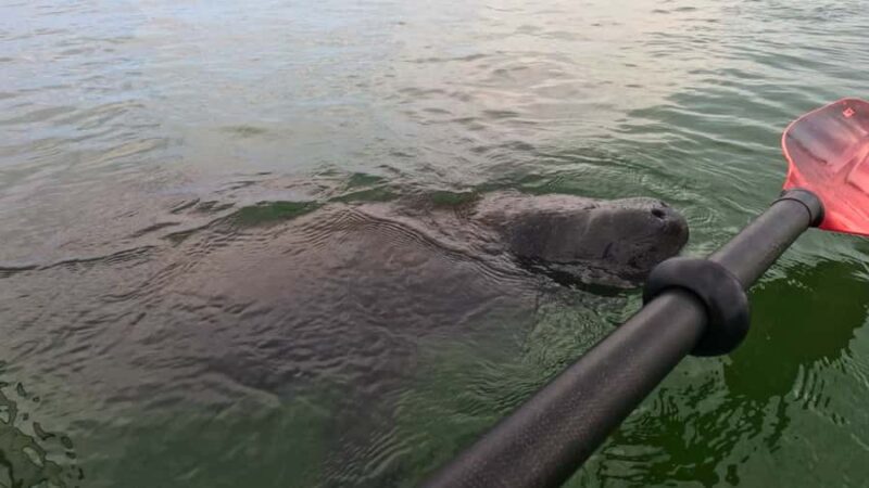 Sarasota: Clear Kayak Mangrove Tunnel Eco Tour - Wildlife and Bird Watching Highlights