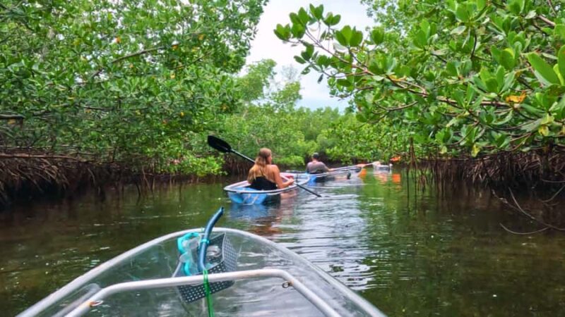 Sarasota: Clear Kayak Mangrove Tunnel Eco Tour - Physical Requirements and Accessibility