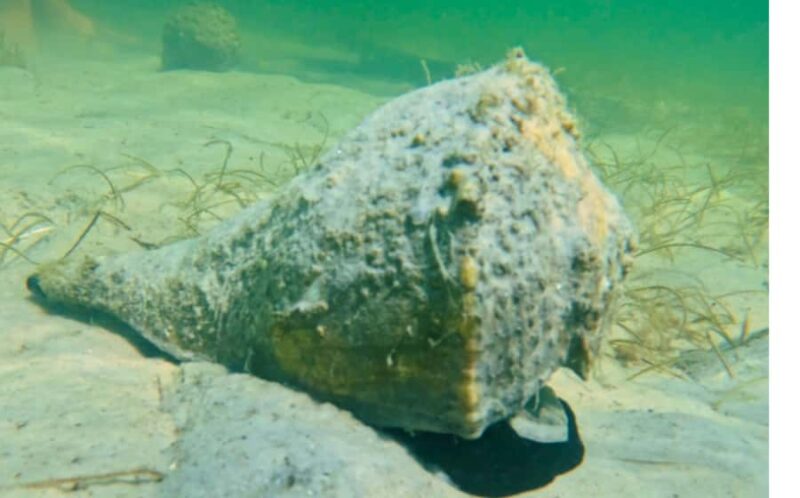 Sarasota: Clear Kayak Mangrove Tunnel Eco Tour - Who Will Appreciate This Sarasota Eco Tour?
