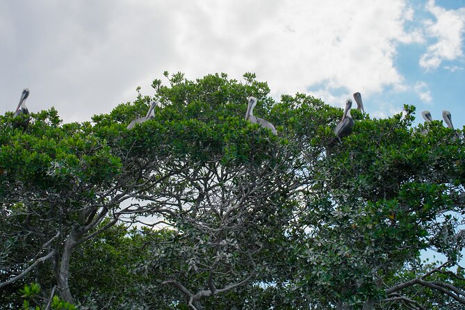 Sarasota Clear Kayak Tour - Weather Considerations and Cancellation Policy