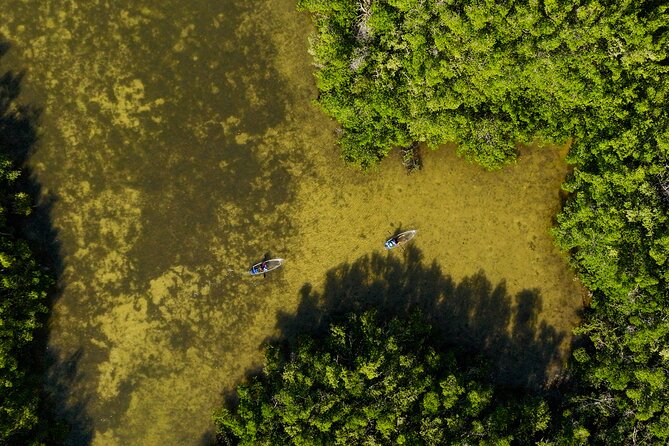 Sarasota Clear Kayak Tour - Sarasota Clear Kayak Tour: Is It Right for You?