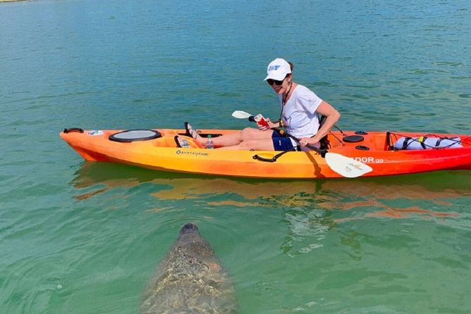 Sarasota Guided Mangrove Tunnel Kayak Tour - Key Points